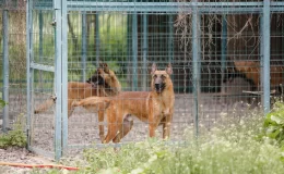 Almanya’da ‘Köpek Vergisi’ Rekor Kırdı