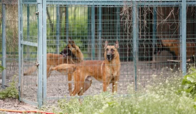 Almanya’da ‘Köpek Vergisi’ Rekor Kırdı