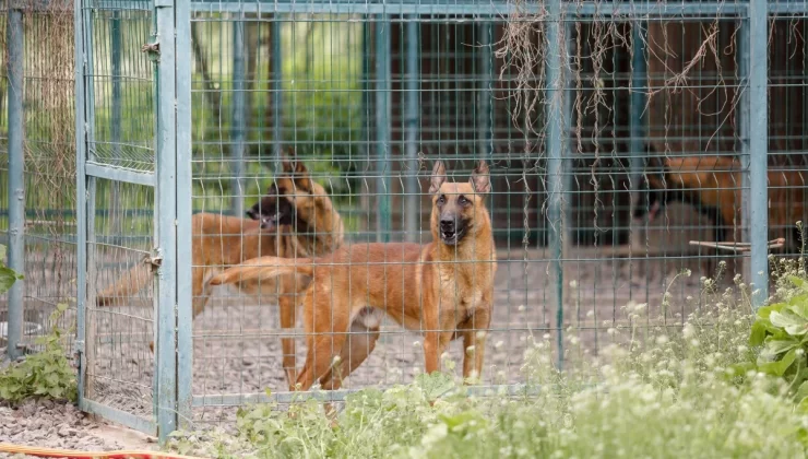 Almanya’da ‘Köpek Vergisi’ Rekor Kırdı