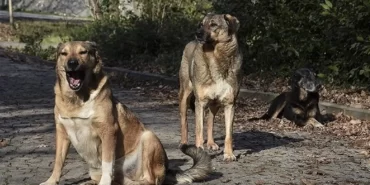 1200x675-son-dakika-istanbul-valiligi-sokak-kopeklerini-beselemeye-yasak-getirdi-1763966398334